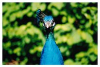 Skansen, Sweden 2002
