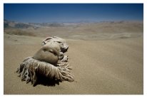 Atacama�knen, Chile 2002